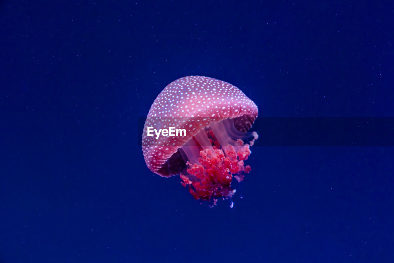 Close-up of jellyfish swimming in sea