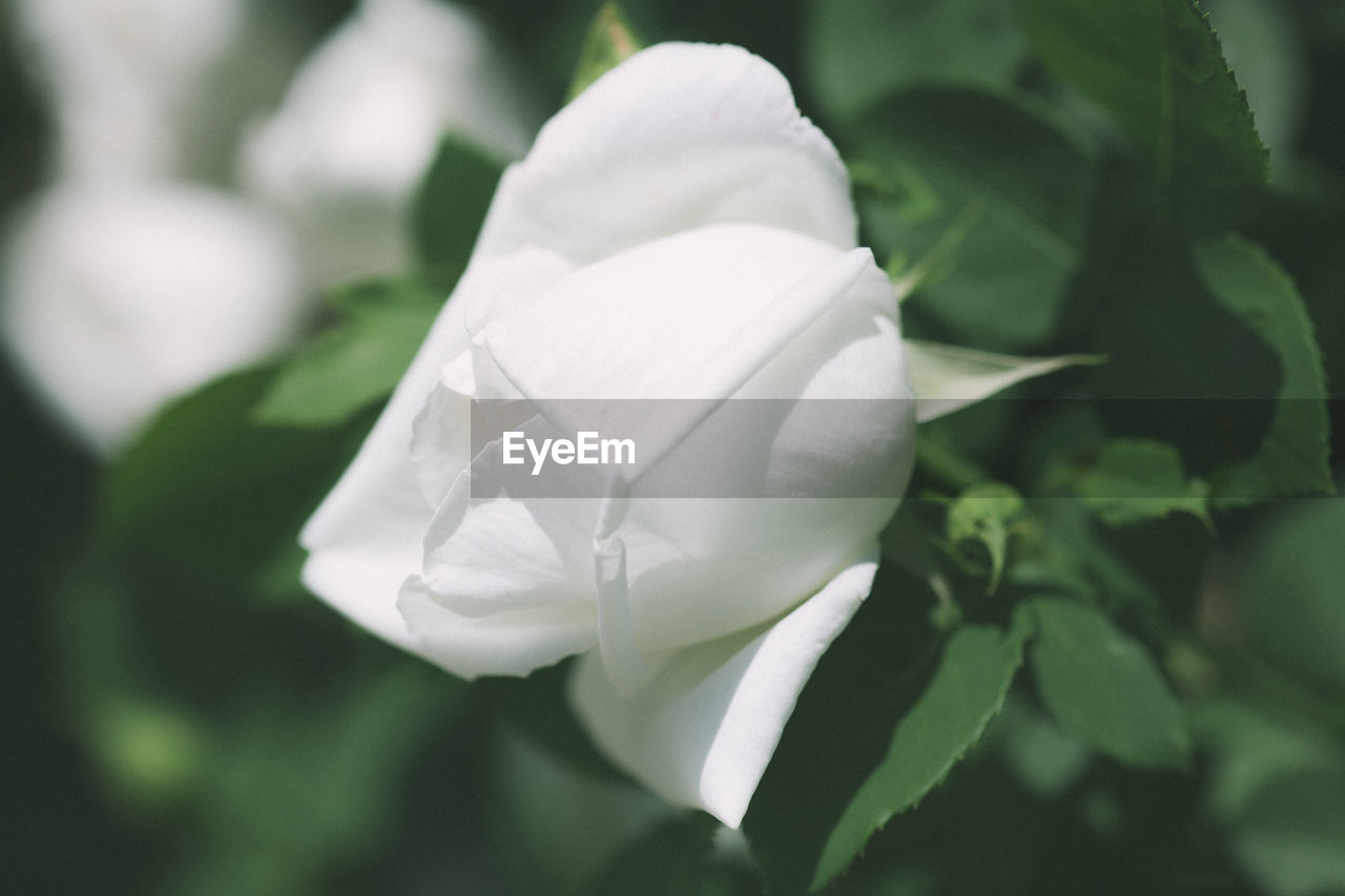 CLOSE-UP OF ROSE BLOOMING OUTDOORS