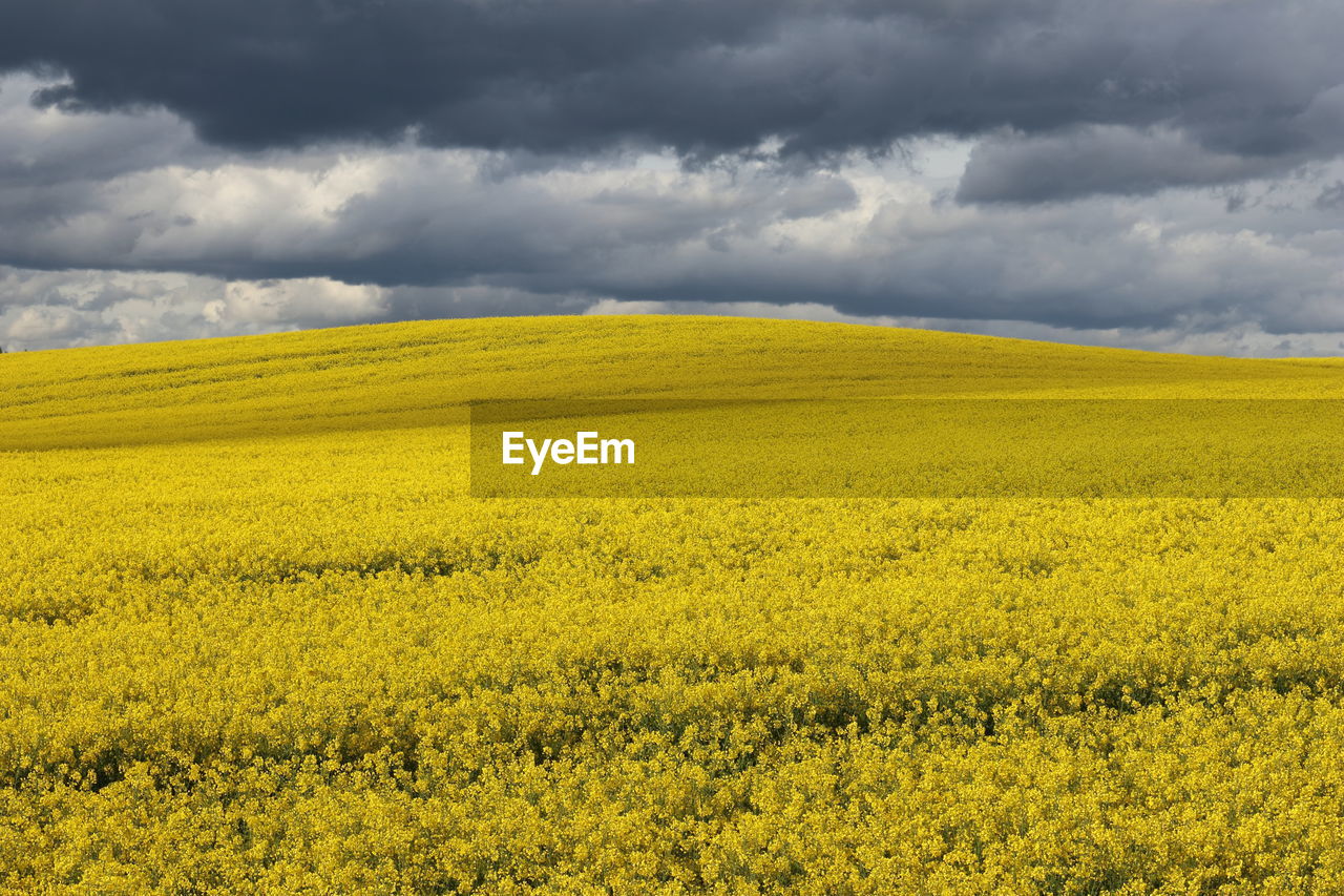 Scenic view of oilseed rape field against cloudy sky