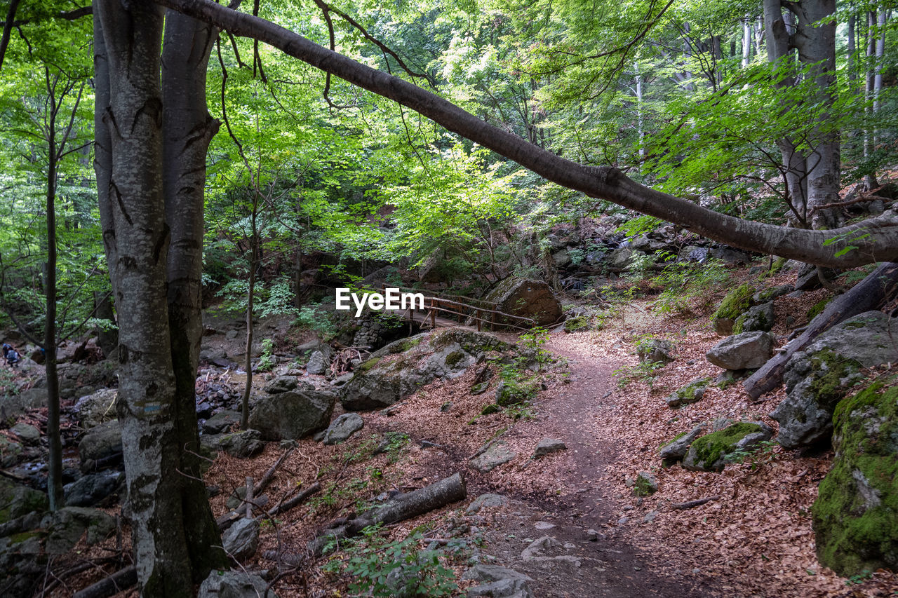 TREES AND PLANTS GROWING ON LAND