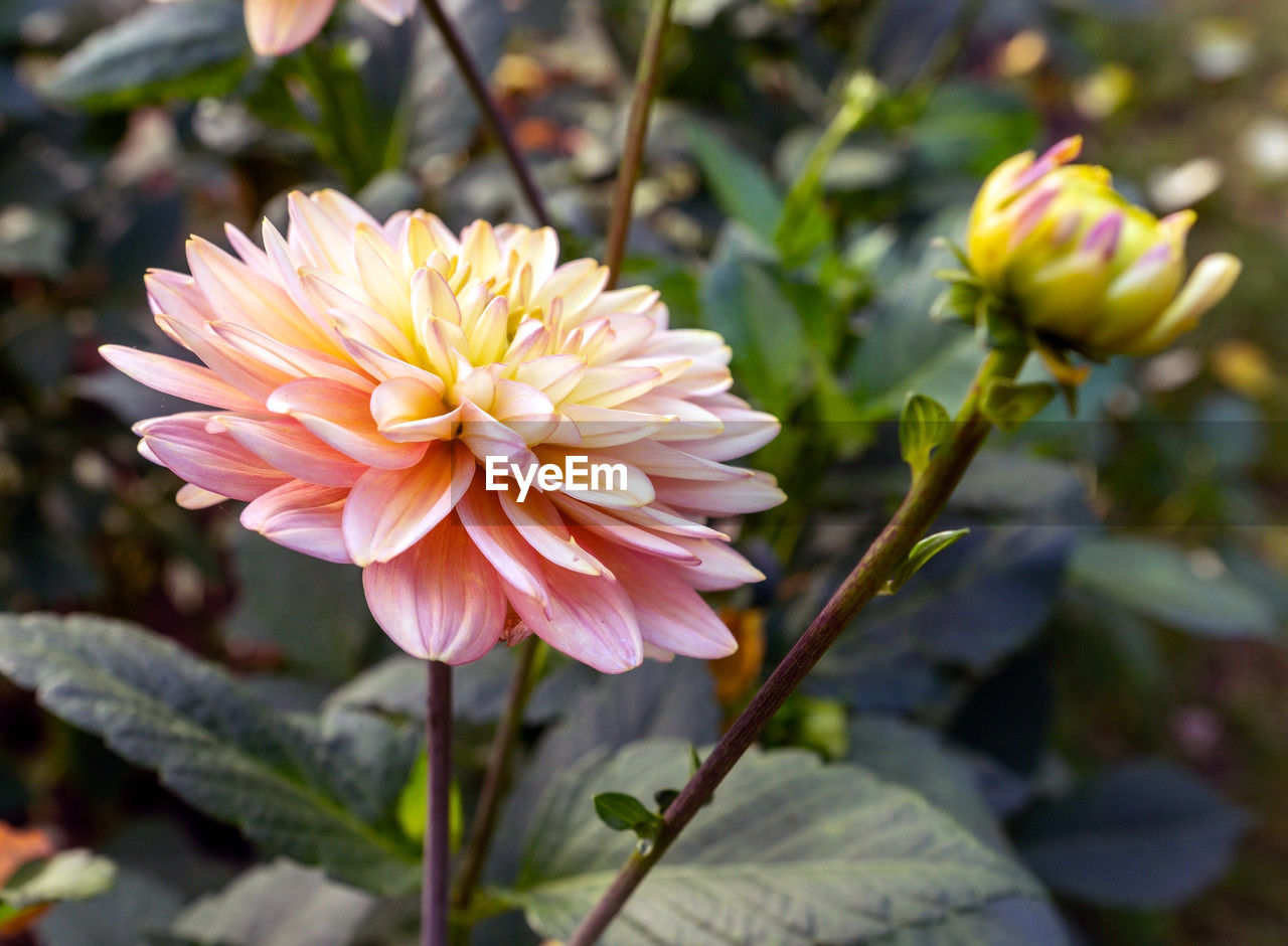A blooming dahlia with delicate pink and yellow gradient petals, accompanied by a fresh flower bud 