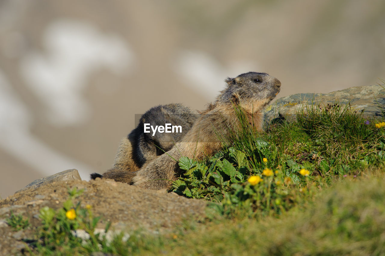 Alpine marmots - marmota marmota in hohe tauern national park