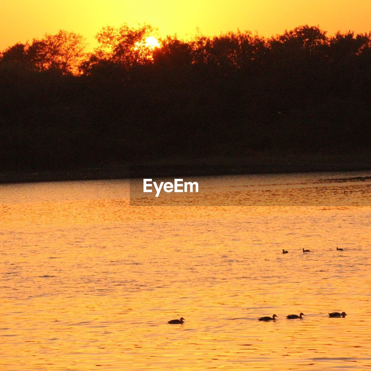 VIEW OF BIRDS SWIMMING IN LAKE