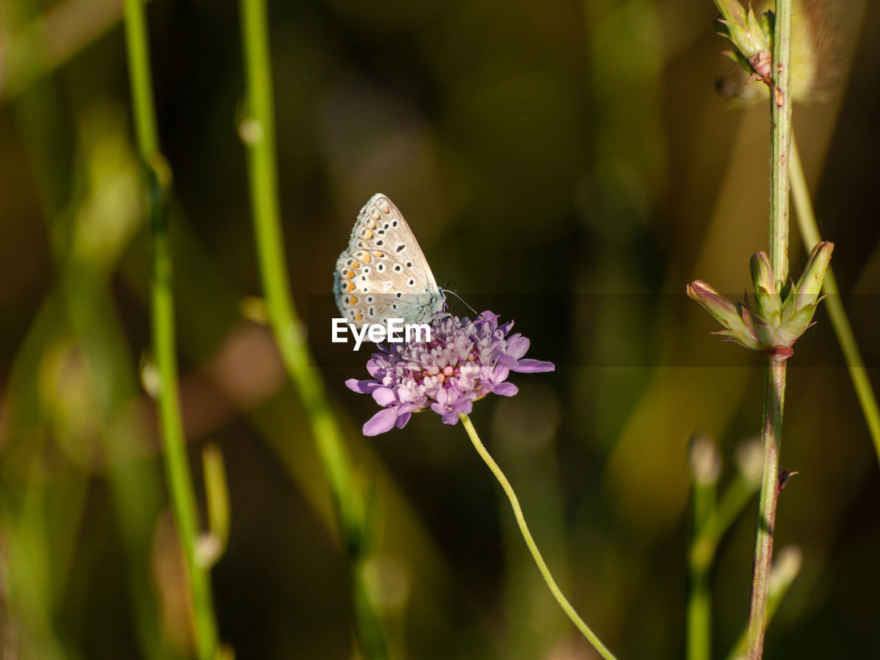 CLOSE-UP OF BUTTERFLY POLLINATING ON PURPLE FLOWERING PLANT