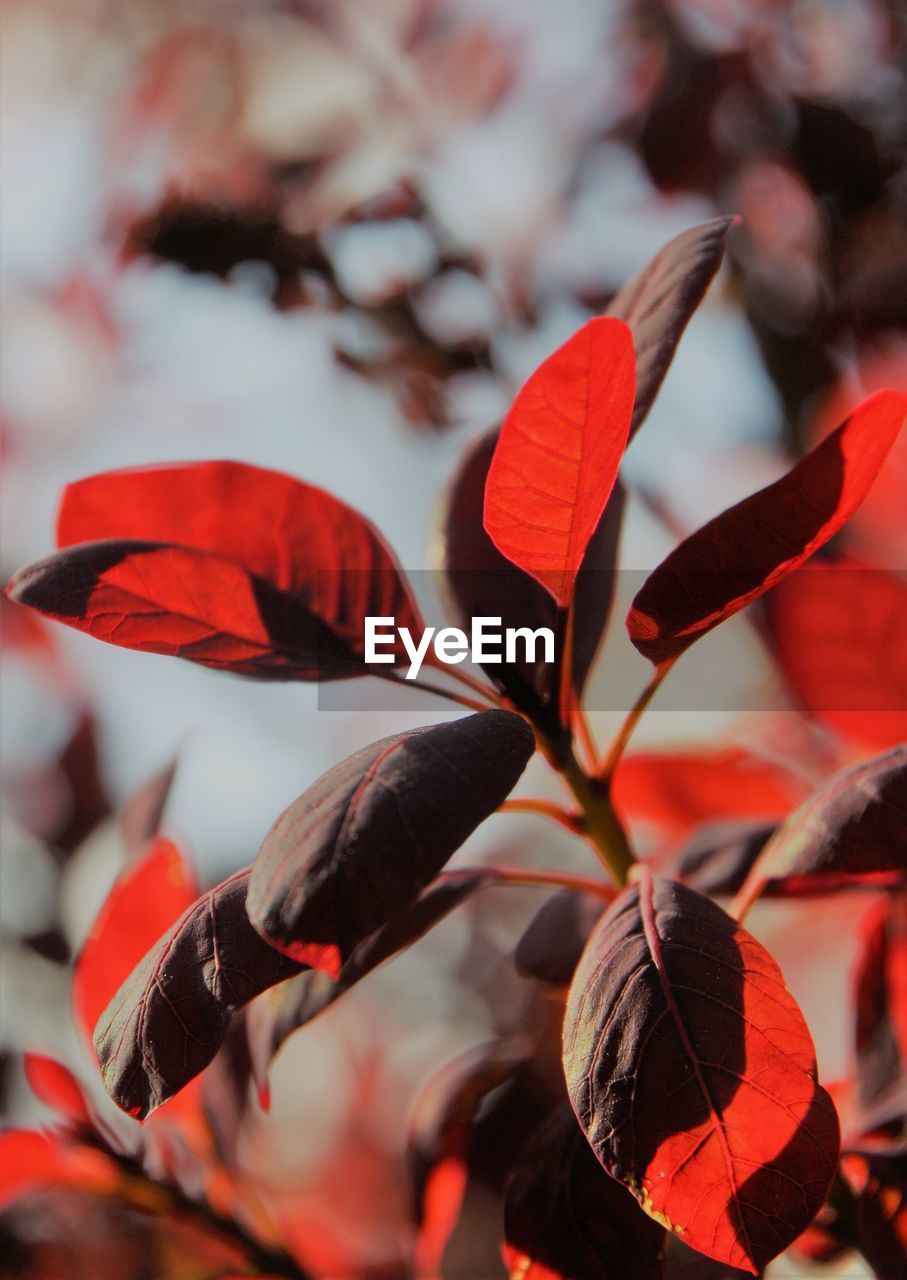 Smoke tree in the sun