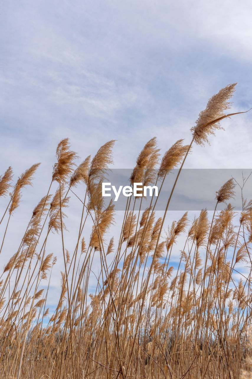 Low angle view of tall grass blowing in the wind