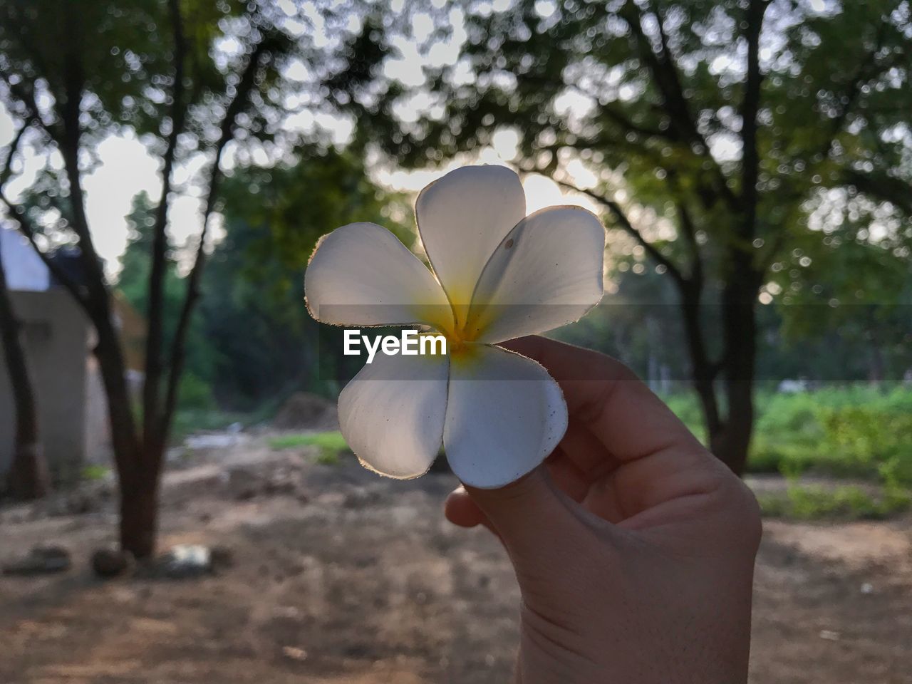 plant, flower, holding, one person, hand, nature, flowering plant, tree, freshness, focus on foreground, beauty in nature, adult, outdoors, lifestyles, day, close-up, yellow, fragility, frangipani, women, leisure activity, growth, leaf, young adult, sunlight