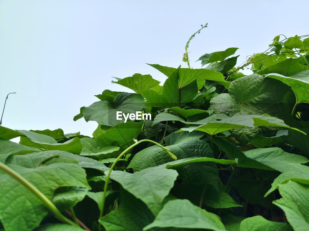 CLOSE-UP OF FRESH GREEN LEAVES AGAINST SKY