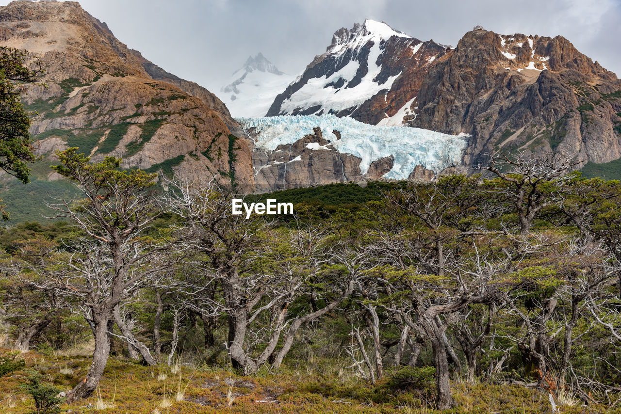 Plants and rocks against mountain range