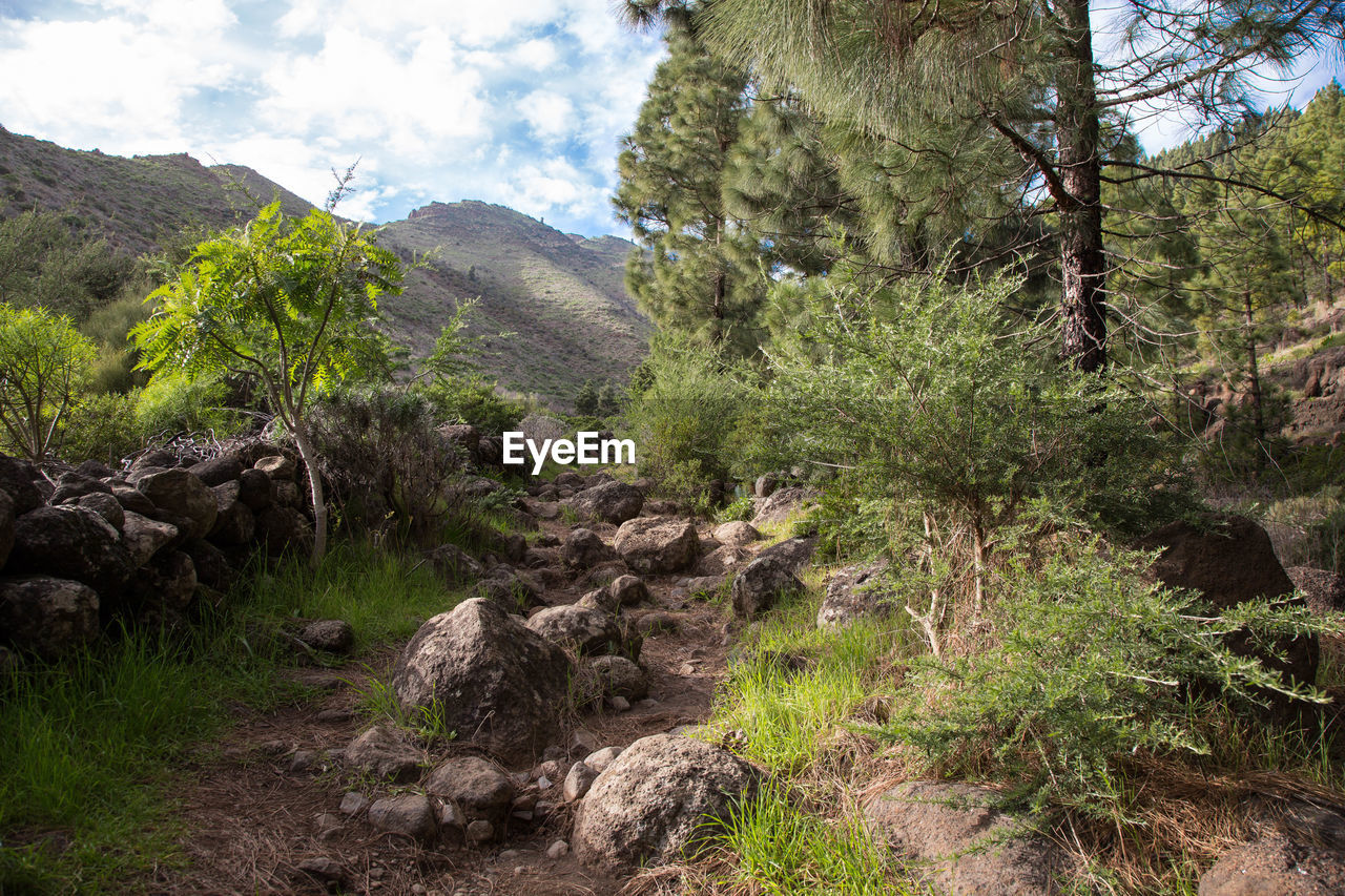 Scenic view of forest