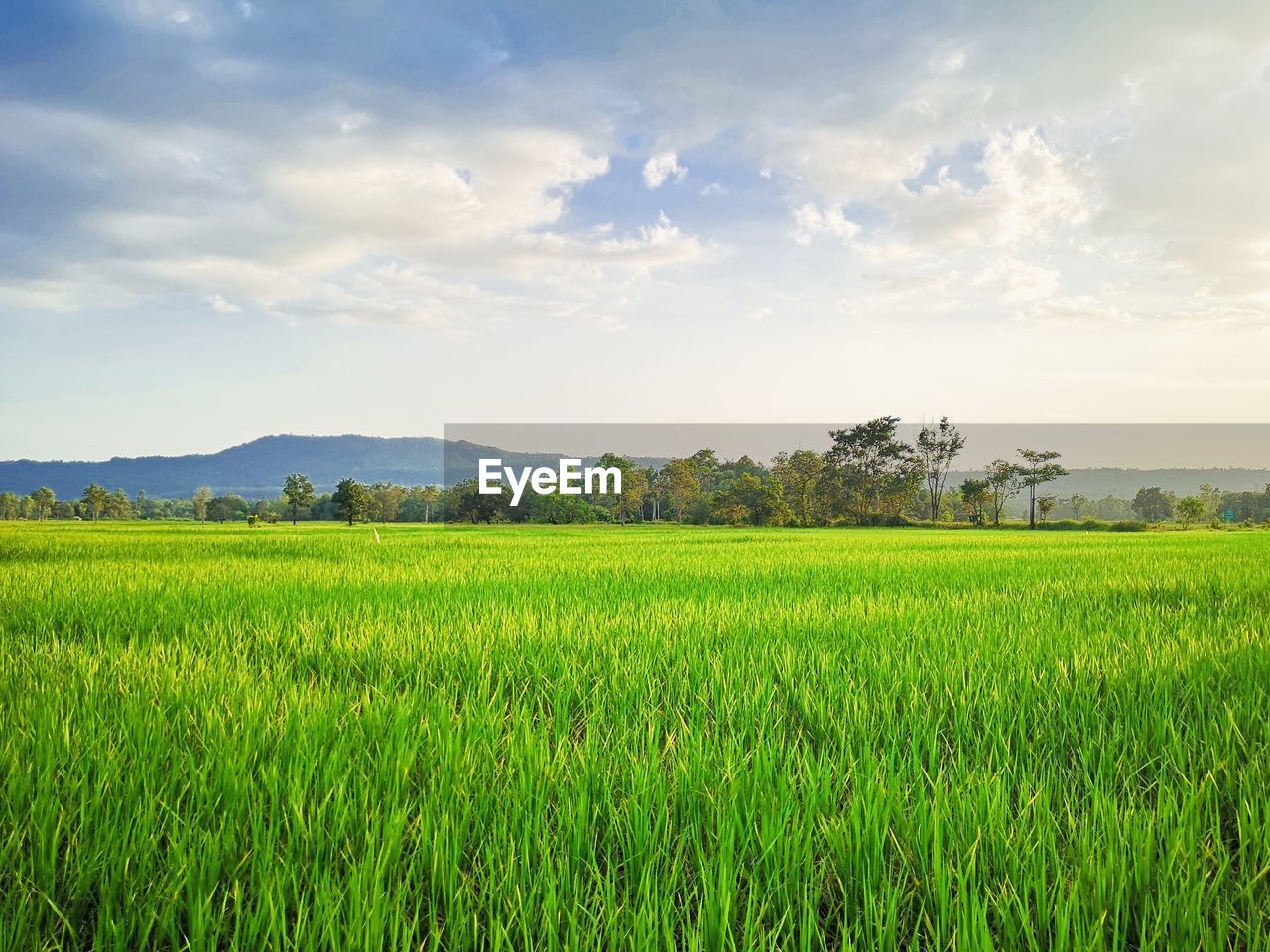 Scenic view of farm against cloudy sky