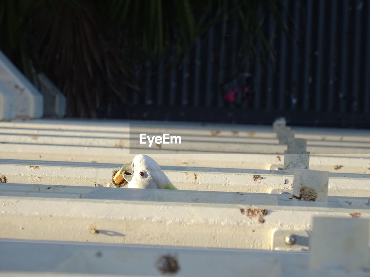 High angle view of cockatoo perching on fence