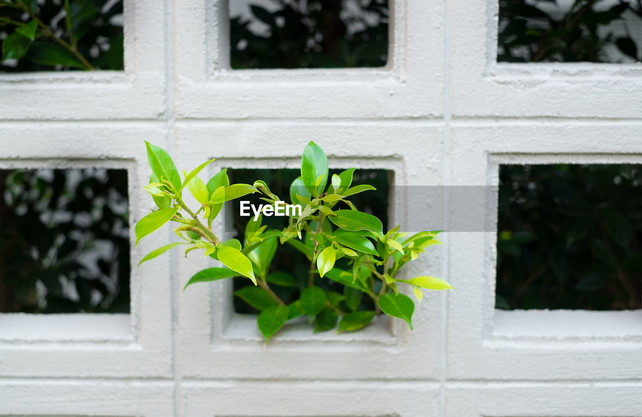 Close-up of potted plant against window