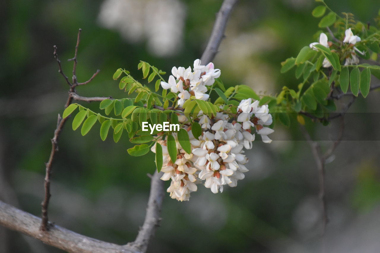 CLOSE-UP OF FRESH WHITE FLOWERING PLANT WITH RED FLOWERS