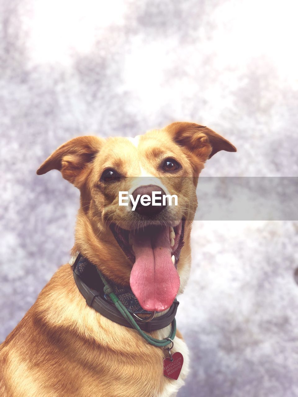 Close-up portrait of a dog