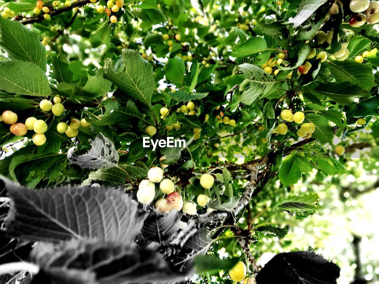 CLOSE-UP OF FRUIT TREE