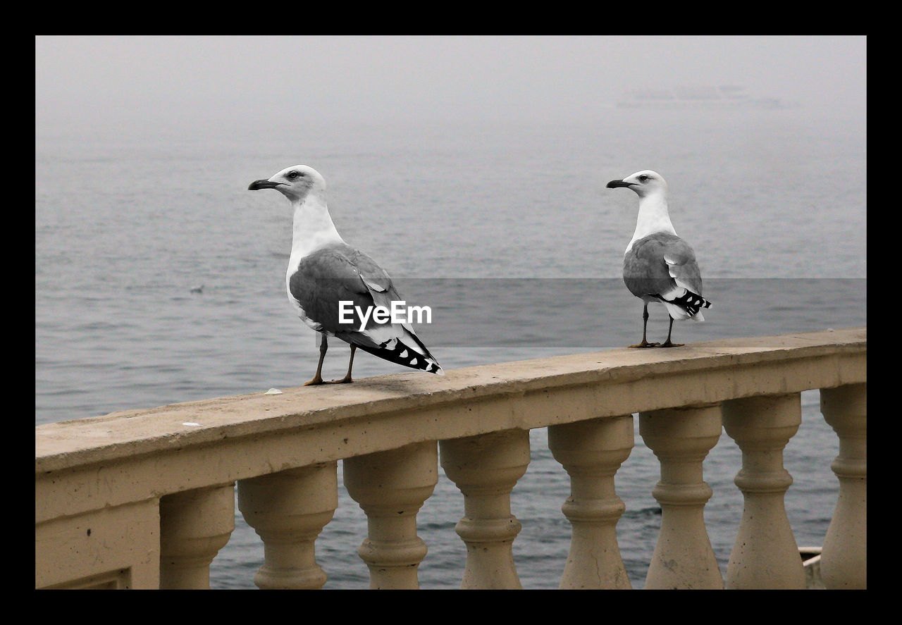 Seagulls perching on balusters by sea