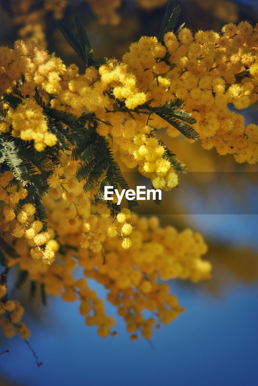 Close-up of yellow flowering plant