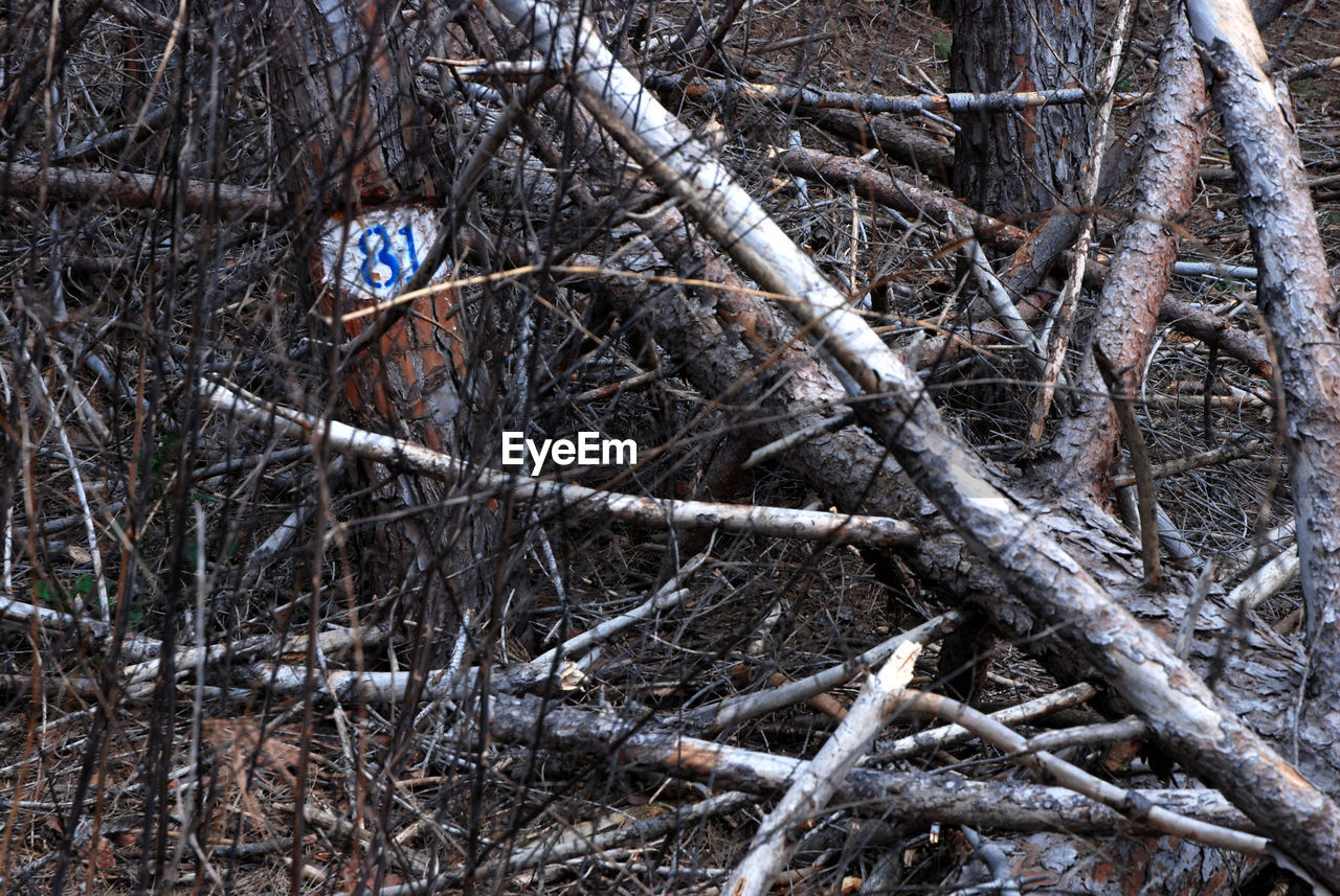 BARE TREE IN FOREST