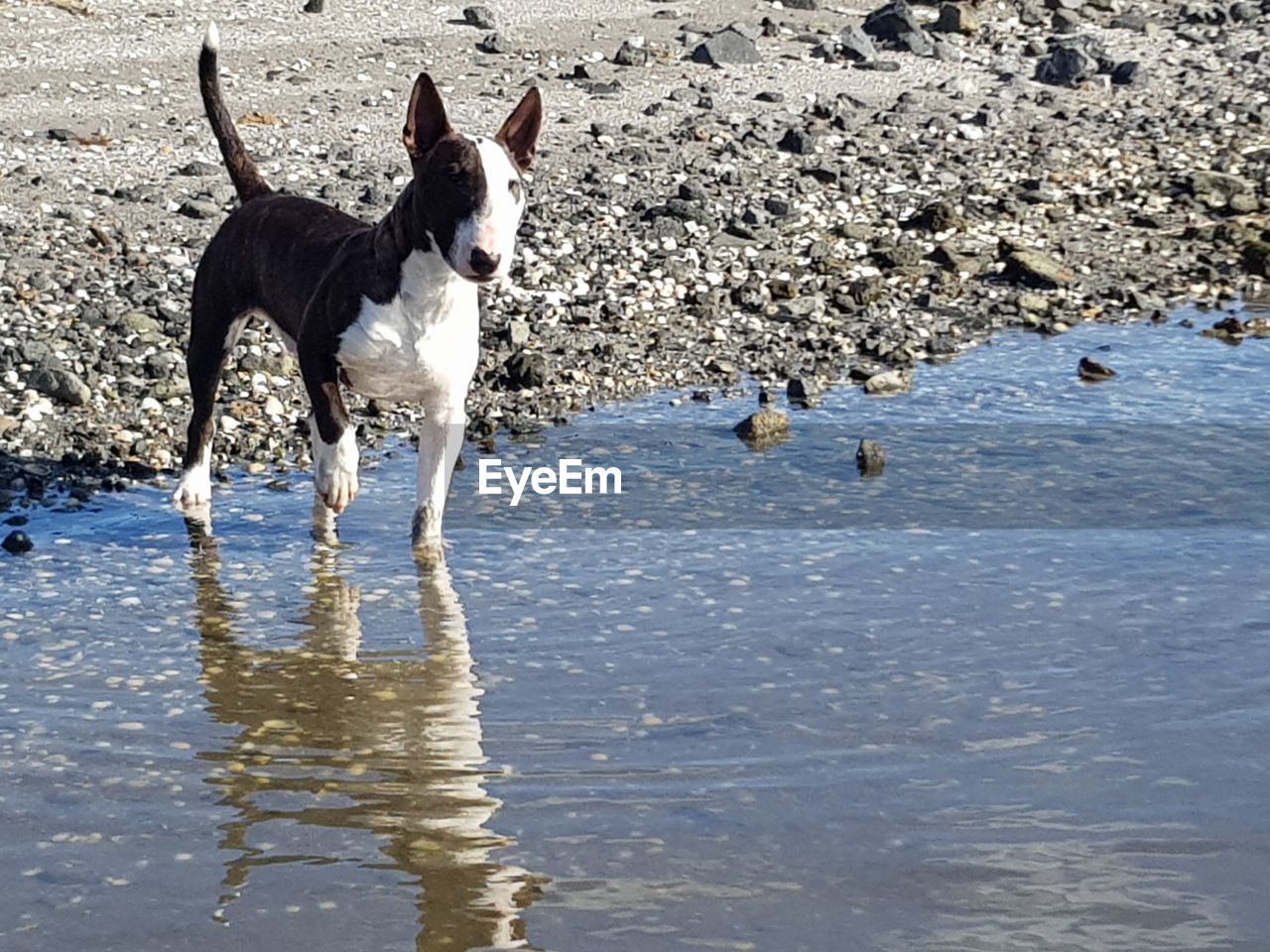 DOG RUNNING IN THE BEACH