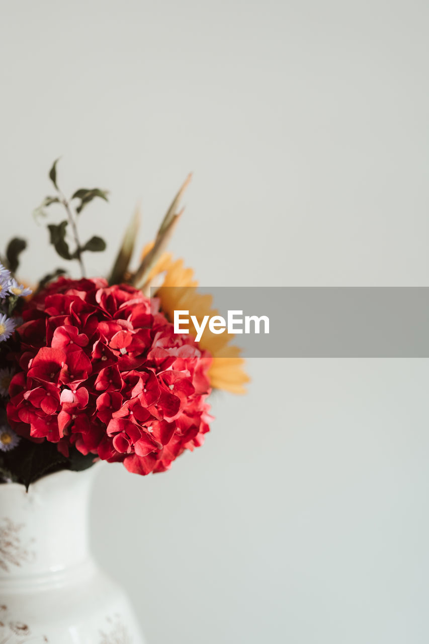 Close-up of red flower in vase against white background