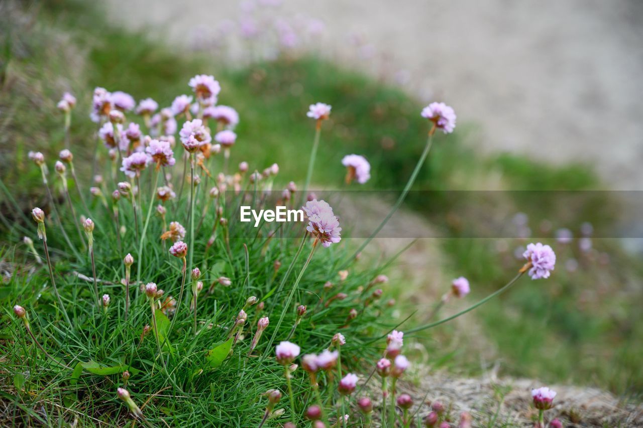 Close-up of purple flowering plants on field