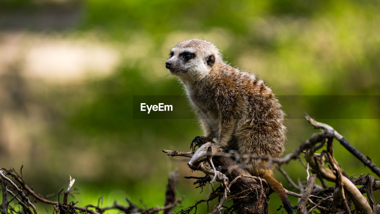 Meerkat sitting on branch