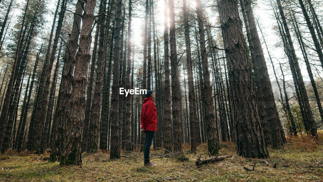 Man is watching the tall empty tree during autumn season in mountain