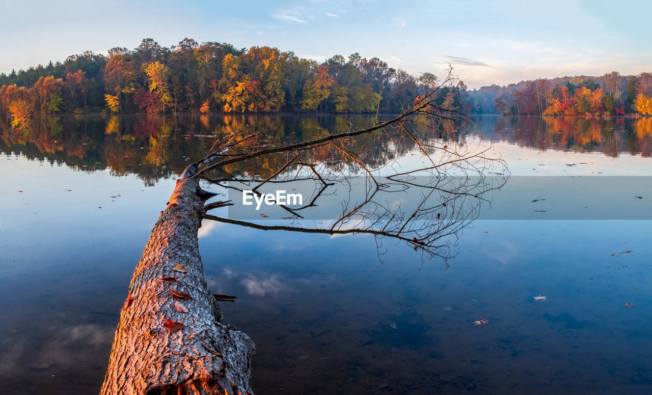 Reflection of tree on lake during autumn