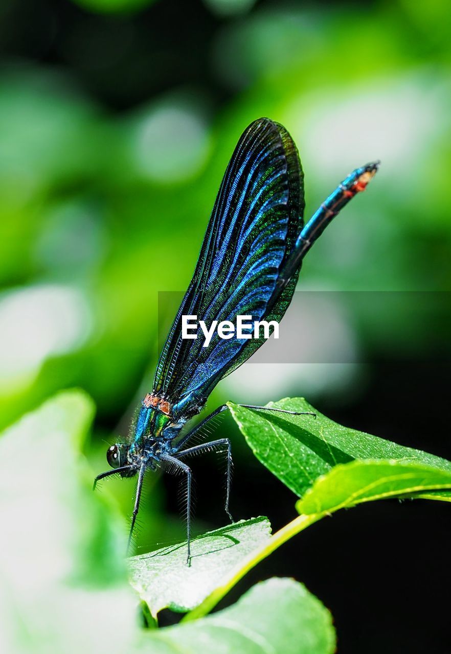 CLOSE-UP OF A BUTTERFLY