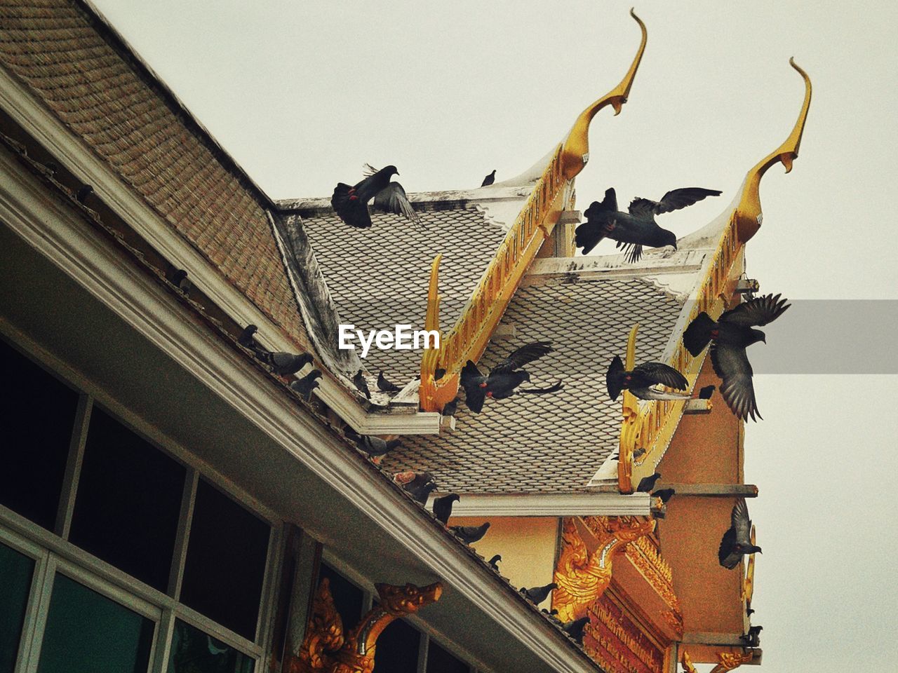 LOW ANGLE VIEW OF BIRDS PERCHING ON ROOF BUILDING