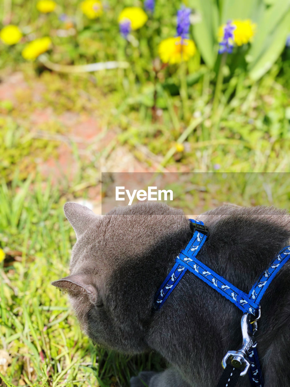 close-up of dog standing on field