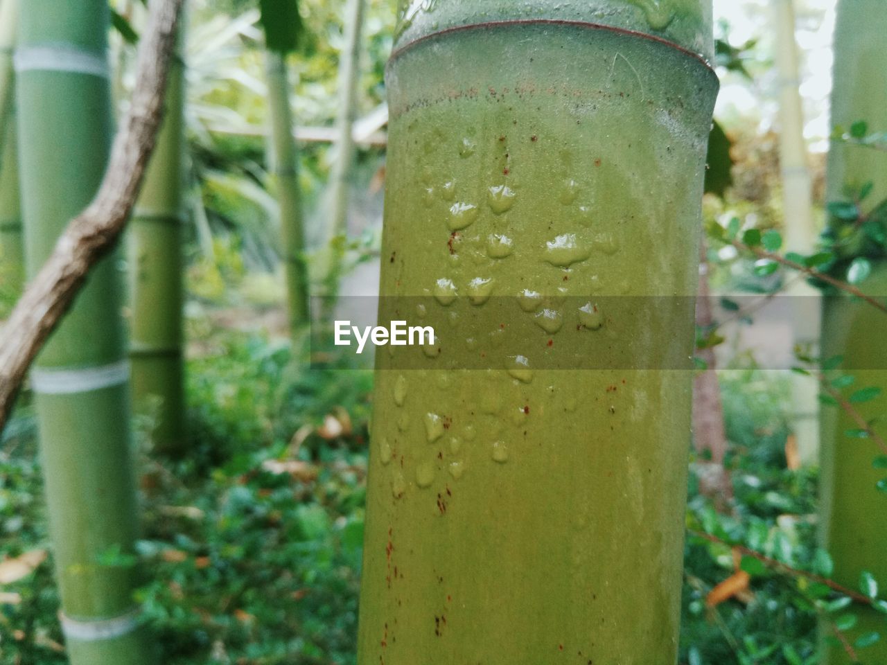 CLOSE-UP OF BAMBOO PLANTS ON FIELD IN FOREST