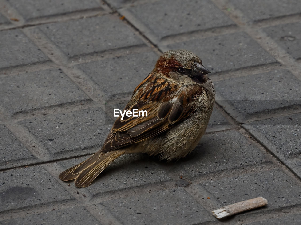 bird, animal themes, animal, sparrow, animal wildlife, one animal, wildlife, footpath, house sparrow, street, paving stone, high angle view, day, no people, beak, sidewalk, city, cobblestone, outdoors, wing, full length