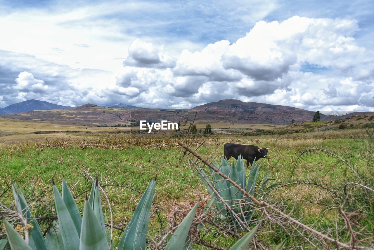 View of a sheep on landscape