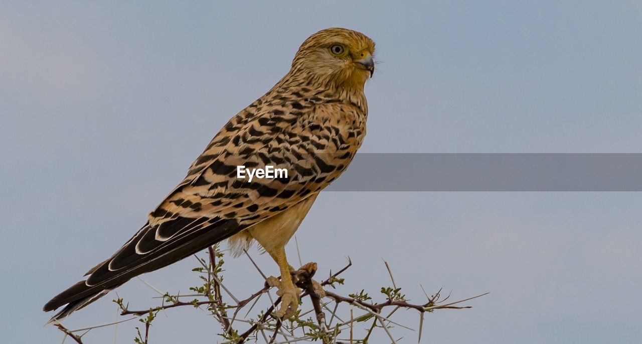 LOW ANGLE VIEW OF OWL PERCHING ON BRANCH