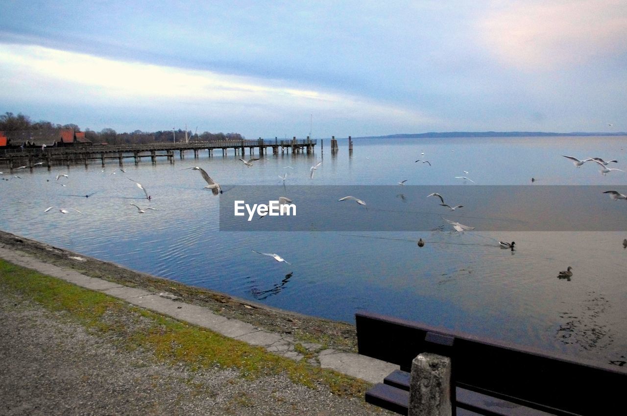 Flock of birds on lake against cloudy sky