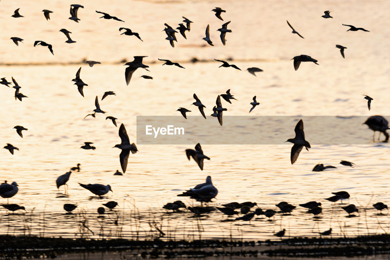 Flock of birds flying over lake nakuru