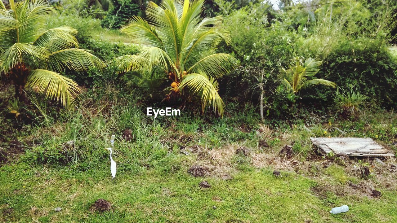 VIEW OF COCONUT PALM TREES