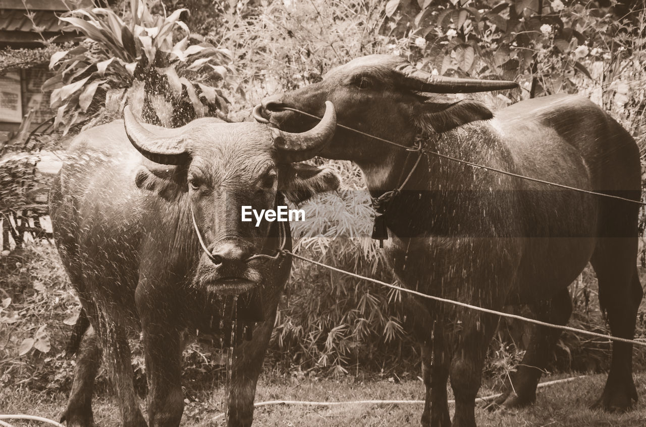 Two water buffalos