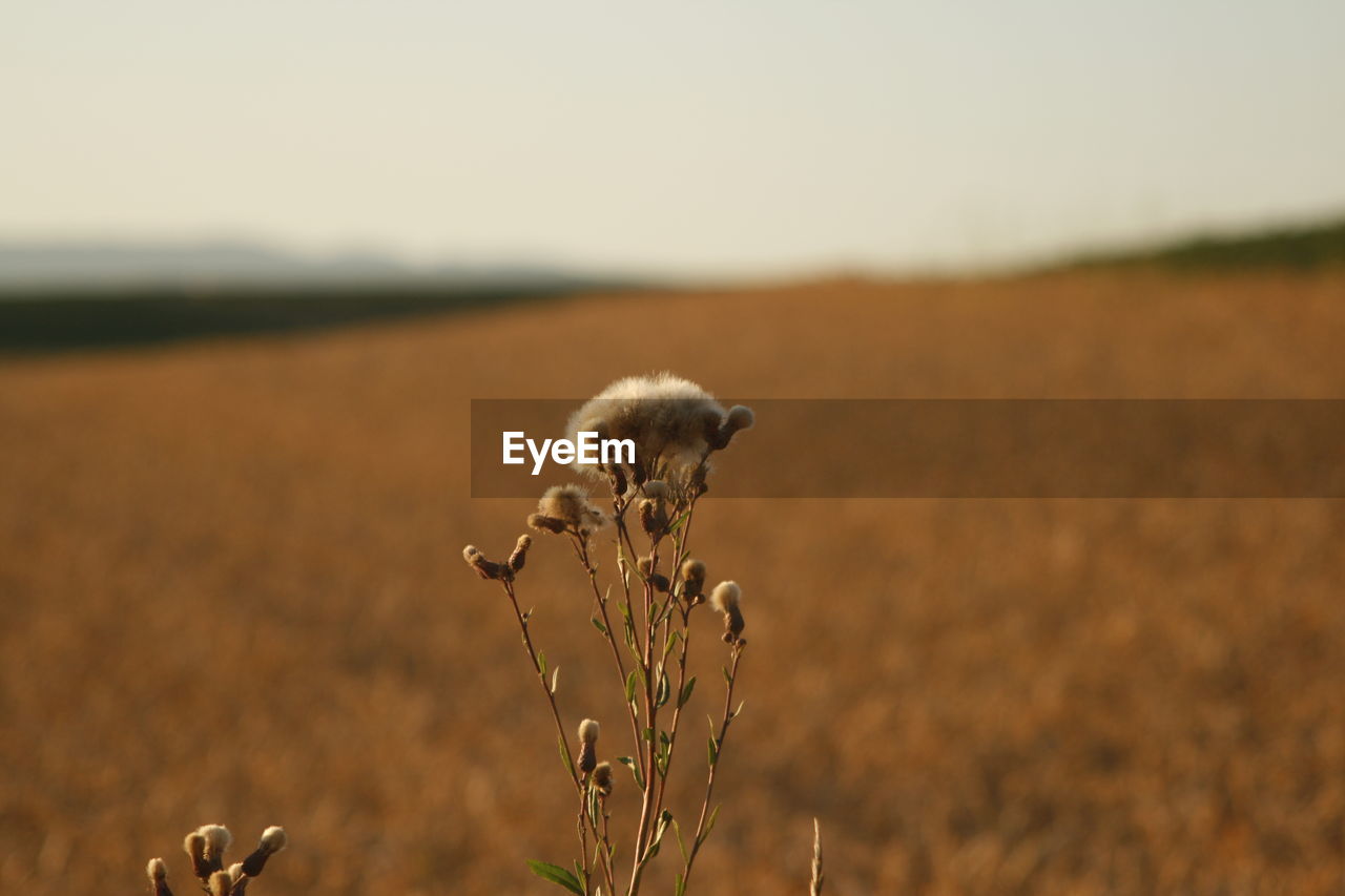 CLOSE-UP OF PLANT ON FIELD