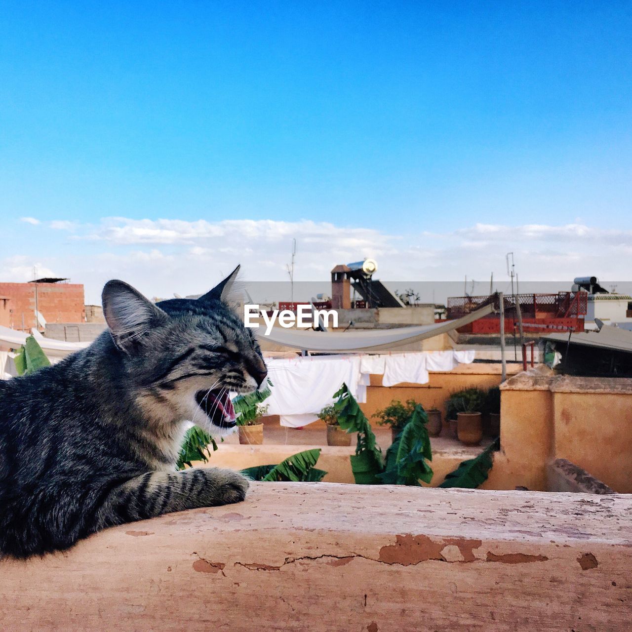 Side view of cat with mouth open sitting on retaining wall against sky