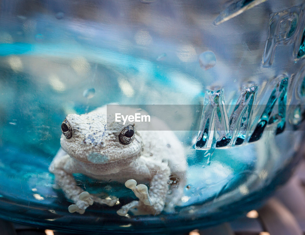 CLOSE-UP OF CROCODILE IN WATER