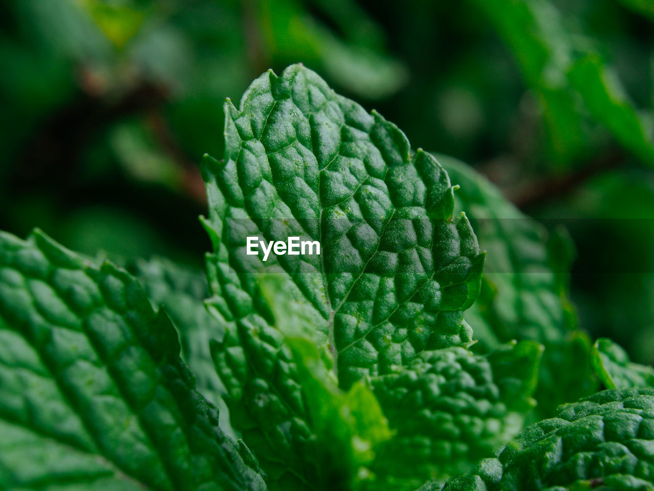 Close-up of fresh green leaves