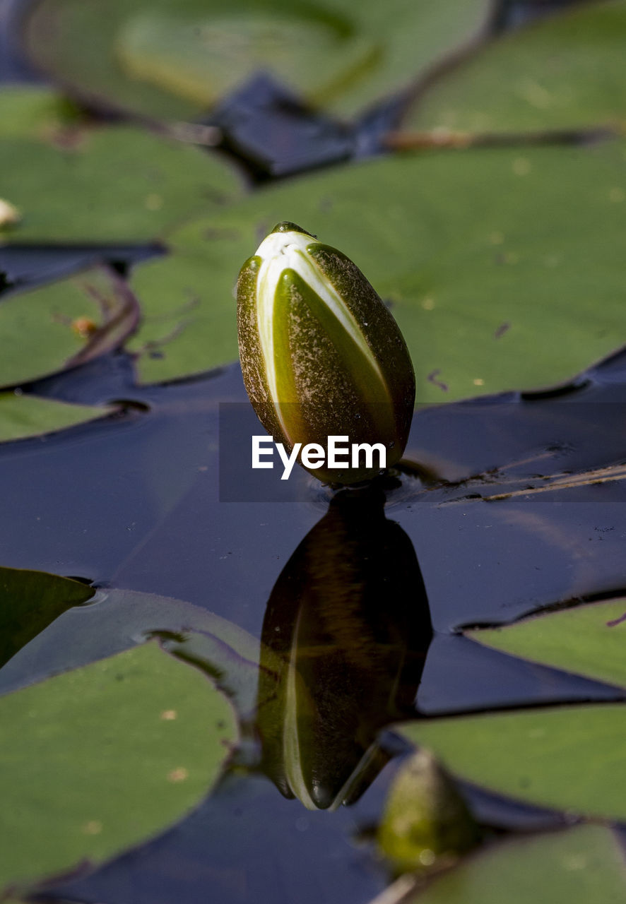 CLOSE-UP OF LILY PADS ON LEAVES