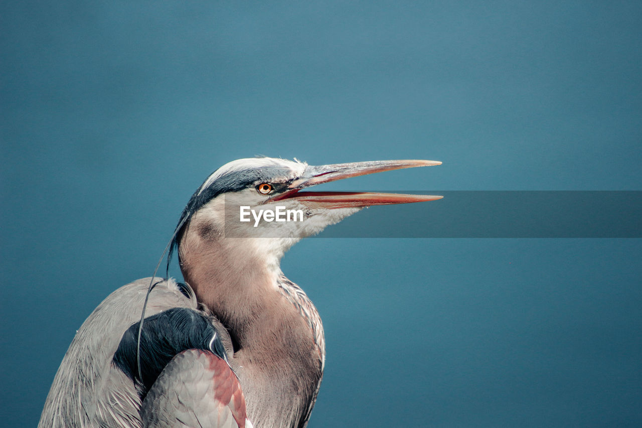 Profile view of bird with mouth open against lake