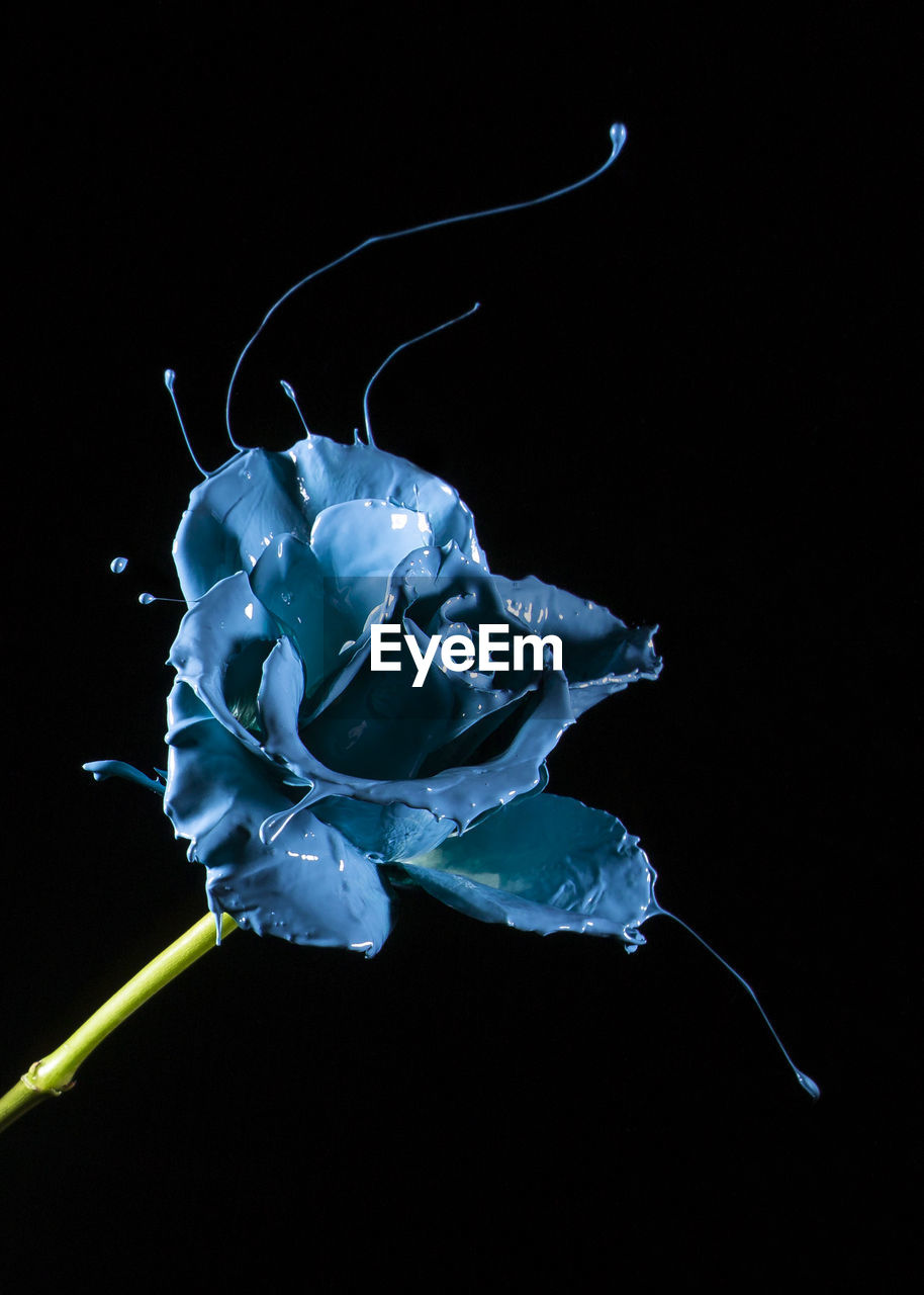 Close-up of rose against black background