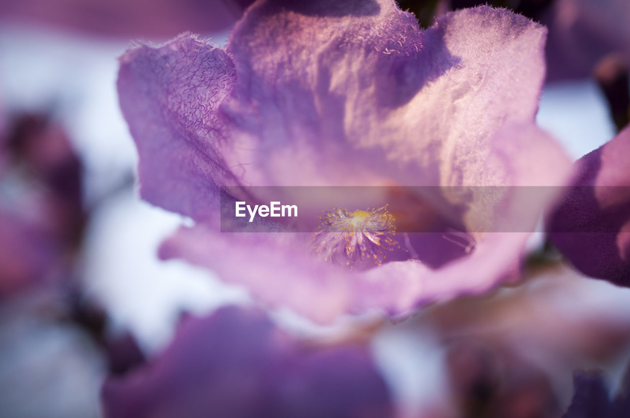 Close-up of purple flowering plant