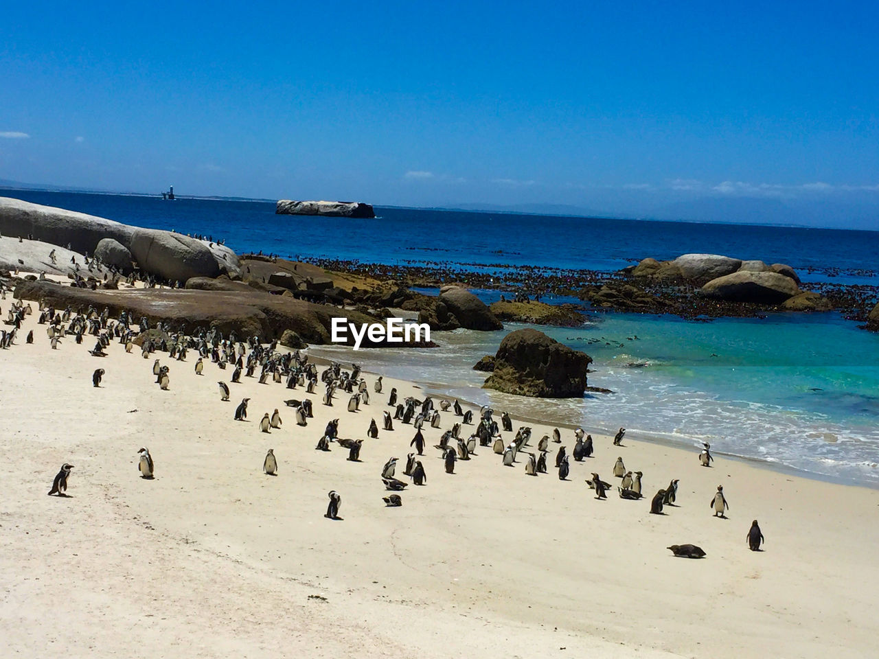 VIEW OF BIRDS ON BEACH