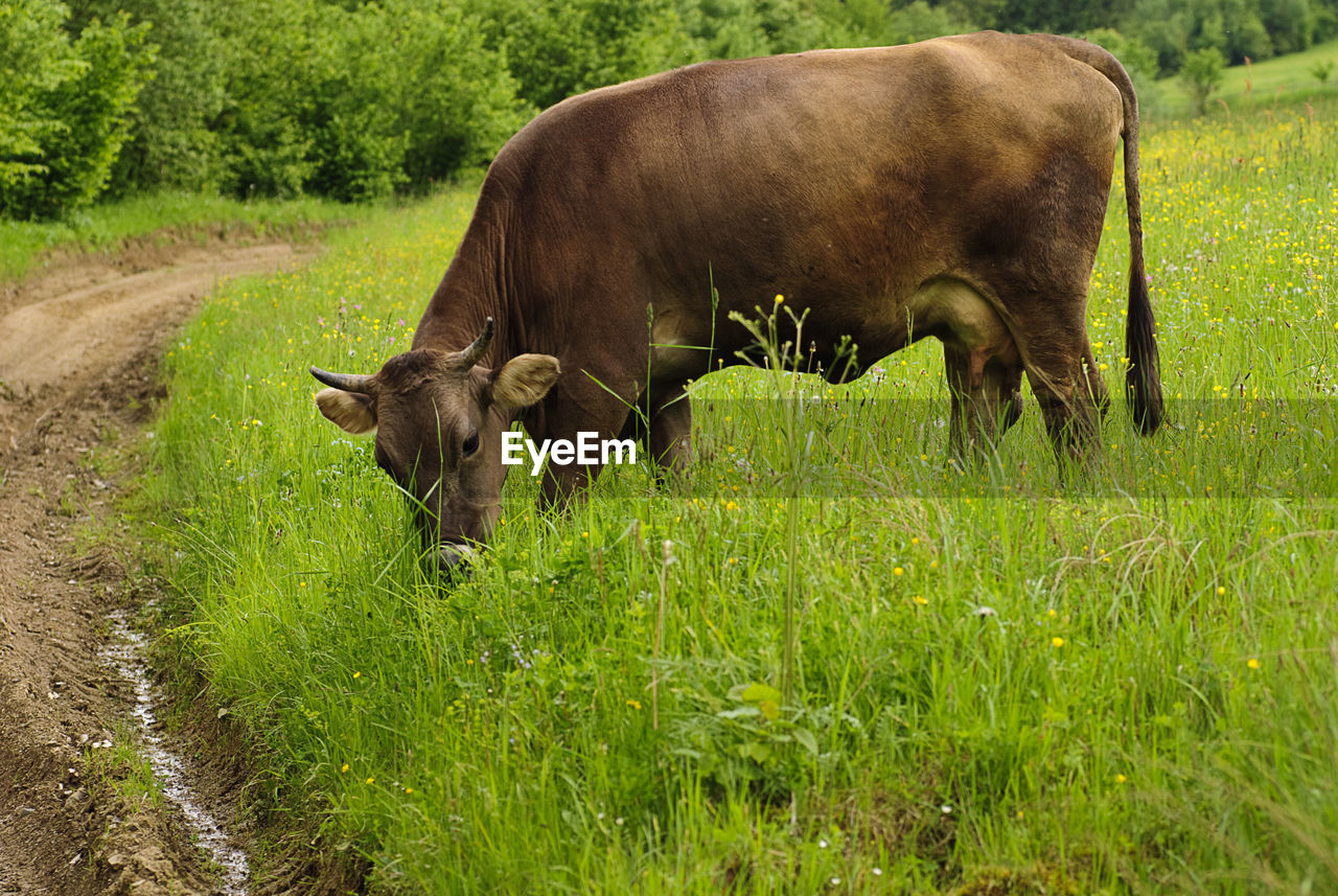 COW GRAZING IN FIELD